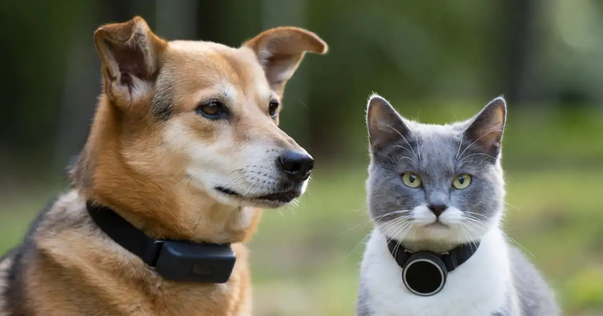 Tecnologia Pet: Os Melhores Rastreadores GPS para Não Perder Seu Animal de Vista