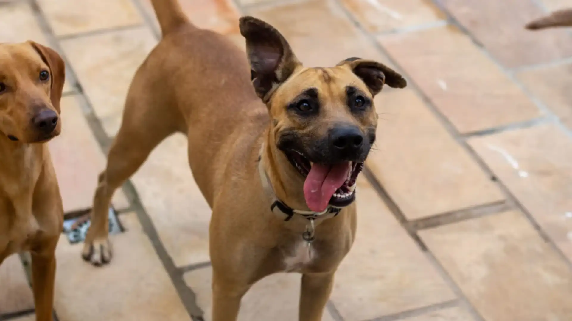Adotar um Cachorro de Rua: Um Ato de Amor que Transforma Vidas