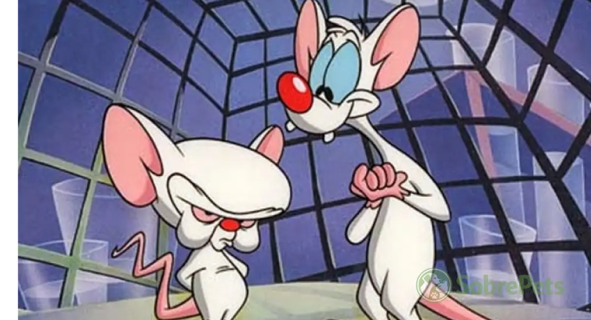 Do Pinky e o Cérebro à Cura de Doenças: Por que a Ciência é 'Viciada' em Ratinhos?