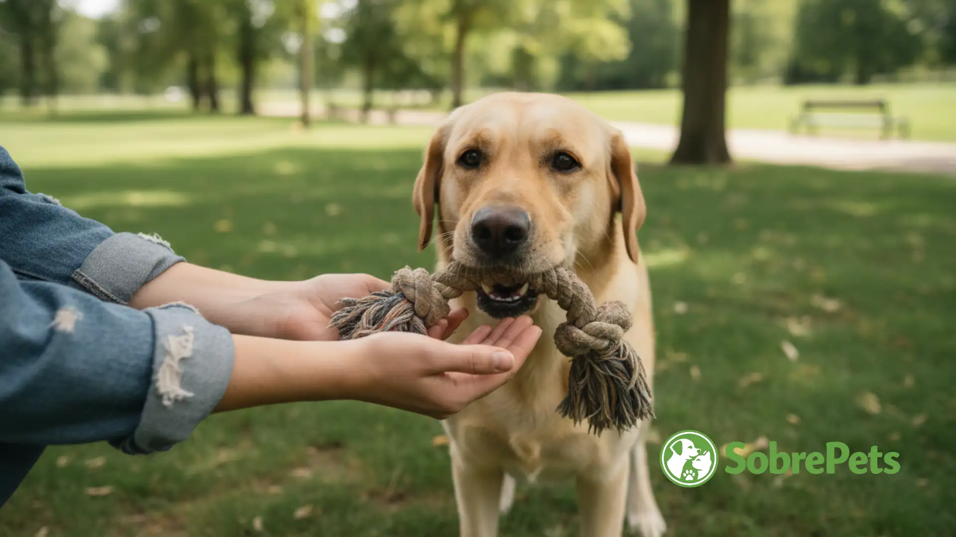 O que o seu Cachorro Faria se Pudesse Falar? 10 Sinais de Alerta e Amor que Você Ignora Todos os Dias